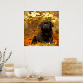 Black Labrador Retriever Puppy met doorsnee blader Poster (Keuken)