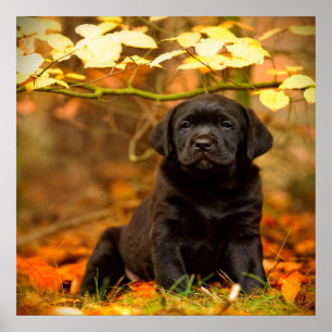 Black Labrador Retriever Puppy met doorsnee blader Poster