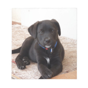 Black Labrador Retriever Puppy Notitieblok