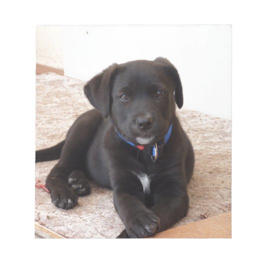 Black Labrador Retriever Puppy Notitieblok (Voorkant)