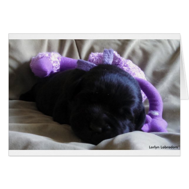 Black Labrador Retriever Puppy op een lege kaart (Voorkant Horizontaal)