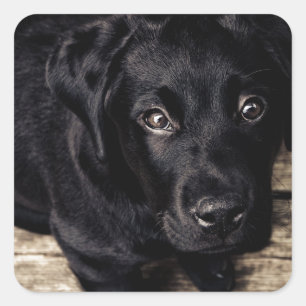 Black Labrador Retriever Puppy op hout Vierkante Sticker