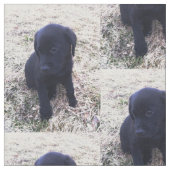 Black Labrador Retriever Puppy Stof (Close Up)