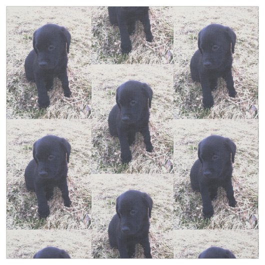 Black Labrador Retriever Puppy Stof (Swatch)