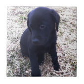 Black Labrador Retriever Puppy Tegeltje (Voorkant)