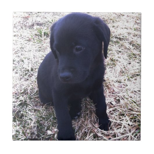 Black Labrador Retriever Puppy Tegeltje (Voorkant)