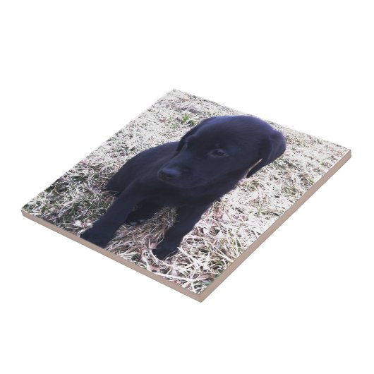 Black Labrador Retriever Puppy Tegeltje (Zijkant)
