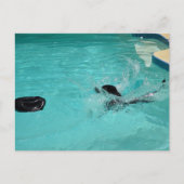 Black Labrador Retriever Splashes in pool Briefkaart (Voorkant)