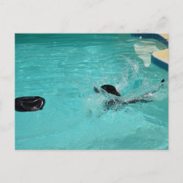 Black Labrador Retriever Splashes in pool Briefkaart