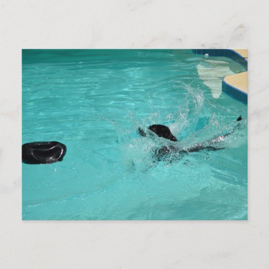 Black Labrador Retriever Splashes in pool Briefkaart (Voorkant)