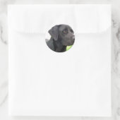 Black Labrador Retriever Sticker (Tas)