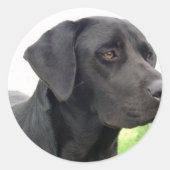 Black Labrador Retriever Sticker (Voorkant)