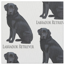 Black Labrador Retriever