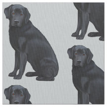 Black Labrador Retriever