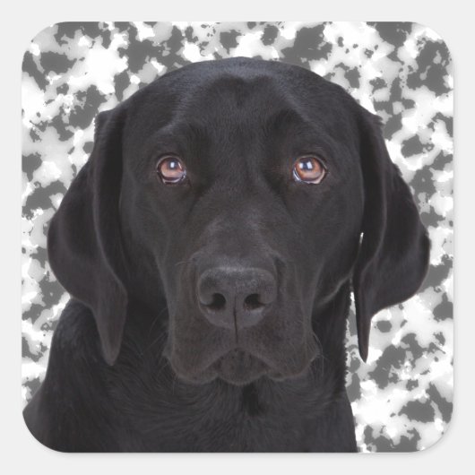 Black Labrador Retriever Vierkante Sticker (Voorkant)