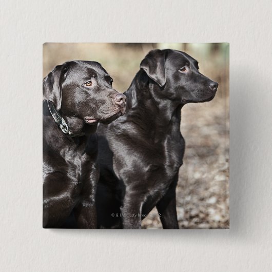 Black Labrador Retrievers Vierkante Button 5,1 Cm (Voorkant)