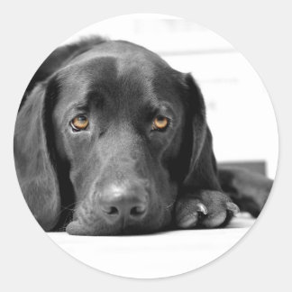 Black Labrador Ronde Sticker