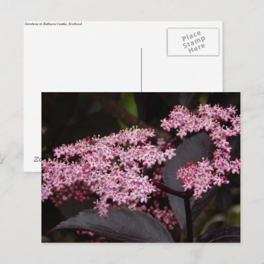 Black Lace Elderberry Briefkaart (Voorkant / Achterkant)