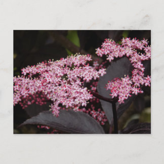 Black Lace Elderberry Briefkaart
