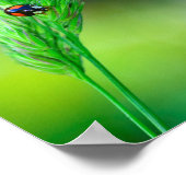 Black Ladybird Poster (Hoek)