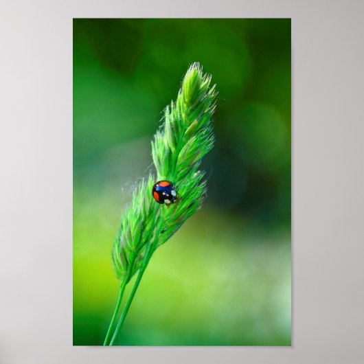 Black Ladybird Poster (Voorkant)