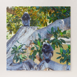 Black Langur Monkeys Eating, Jigzaag Puzzle Legpuzzel
