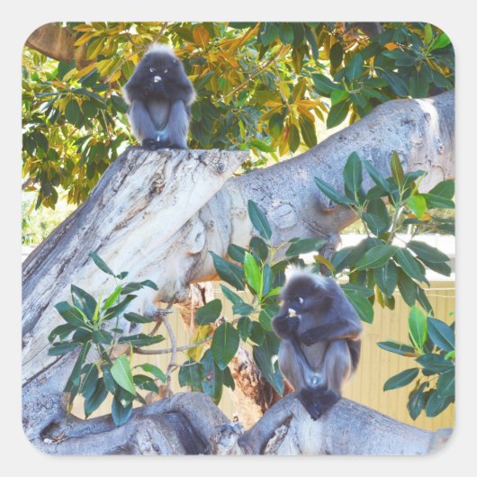 Black Langur Monkeys Eating, Sticker (Voorkant)