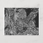 Black leafs briefkaart (Achterkant)