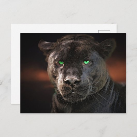 Black Leopard Big Cat Briefkaart (Voorkant / Achterkant)