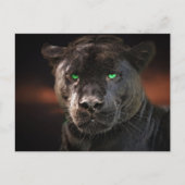 Black Leopard Big Cat Briefkaart (Voorkant)