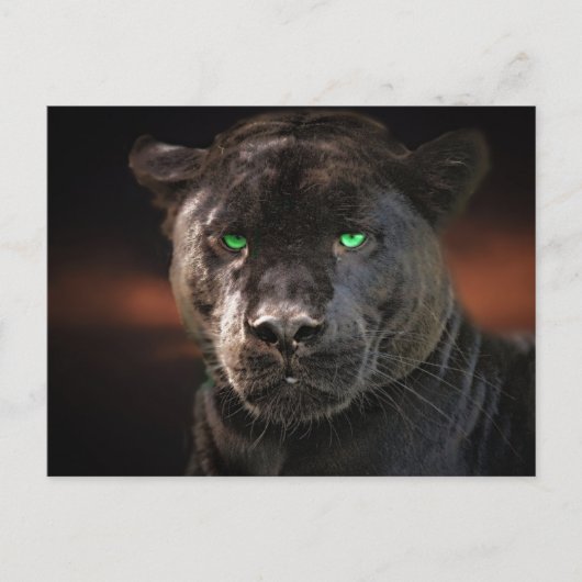 Black Leopard Big Cat Briefkaart (Voorkant)