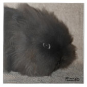 Black Lionhead Rabbit Tegeltje (Voorkant)