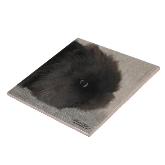 Black Lionhead Rabbit Tegeltje (Zijkant)