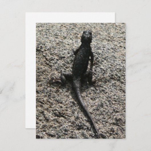 Black Lizard (Voorkant / Achterkant)