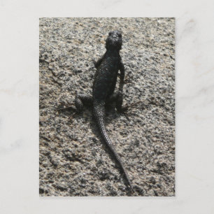 Black Lizard Briefkaart