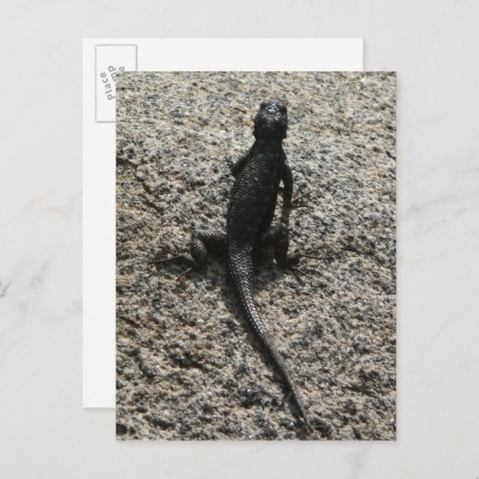 Black Lizard Briefkaart (Voorkant / Achterkant)