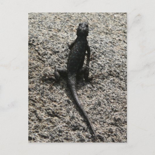 Black Lizard Briefkaart (Voorkant)