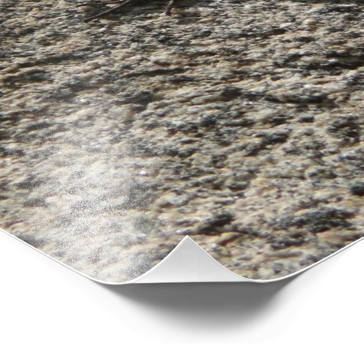 Black Lizard Foto Afdruk (Hoek)