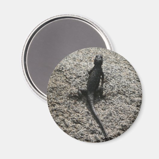 Black Lizard Magneet (Voorkant / Achterkant)