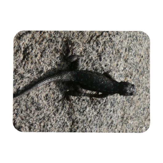 Black Lizard Magneet (Horizontaal)