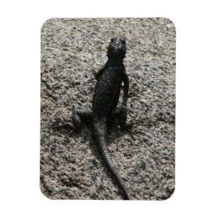 Black Lizard Magneet