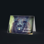 Black Llama Animal Funny Birthday Kaart<br><div class="desc">De zwarte lama staat dicht bij elkaar. Fotografie van boerderijen door Susan. Klik op Aanpassen om tekst toe te voegen en tekengrootte,  stijl en kleur te wijzigen.</div>