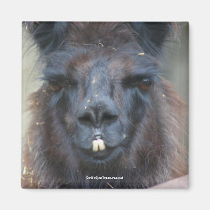 Black Llama Animal Natuur Photo Magnet