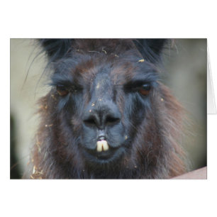 Black Llama Face Boerderij Animal Fotografie Card
