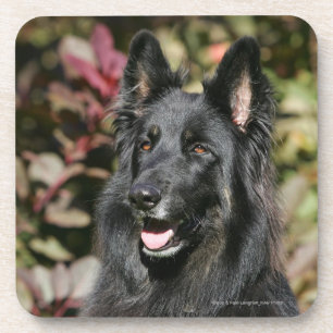 Black Long Hazard German Shepherd Bier Onderzetter