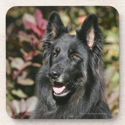 Black Long Hazard German Shepherd Bier Onderzetter (Voorkant)