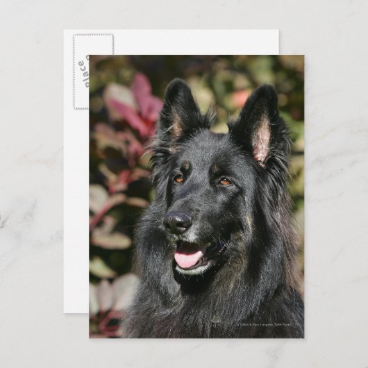 Black Long Hazard German Shepherd Briefkaart (Voorkant / Achterkant)