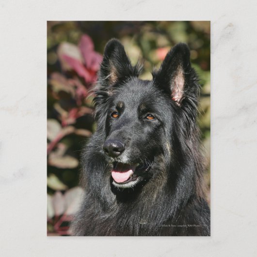 Black Long Hazard German Shepherd Briefkaart (Voorkant)
