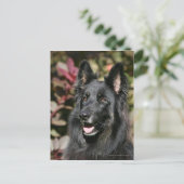 Black Long Hazard German Shepherd Briefkaart (Staand voorkant)