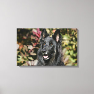 Black Long Hazard German Shepherd Canvas Afdruk